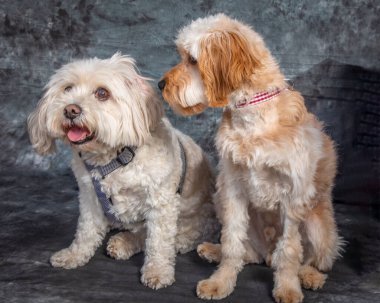 Malta Teriyeri ve bir Labradoodle Sydney 'de bir stüdyoda oturuyorlar.