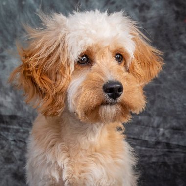 Labradoodle, Sydney 'de gri arka planlı bir stüdyoda portre çekimi için poz veriyor..