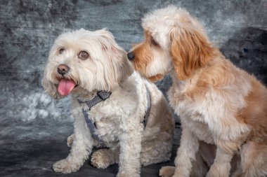 Malta Teriyeri ve bir Labradoodle Sydney 'de bir stüdyoda oturuyorlar.