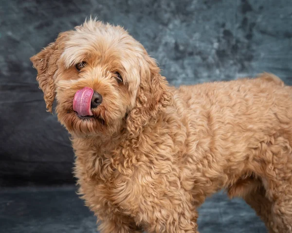 Goldendoodle Posando Para Retrato Filmado Com Fundo Cinza Sydney — Fotografia de Stock