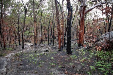 Yağmur ve serin bir yaz, çevrenin son orman yangınlarından kurtulmasını sağlar.