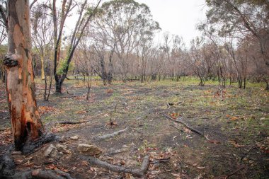 Yağmur ve serin bir yaz, çevrenin son orman yangınlarından kurtulmasını sağlar.