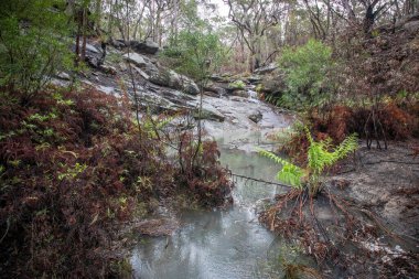 Yağmur ve serin bir yaz, çevrenin son orman yangınlarından kurtulmasını sağlar.
