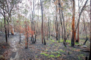 Yağmur ve serin bir yaz, çevrenin son orman yangınlarından kurtulmasını sağlar.