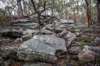 Yağmur ve serin bir yaz, çevrenin son orman yangınlarından kurtulmasını sağlar.