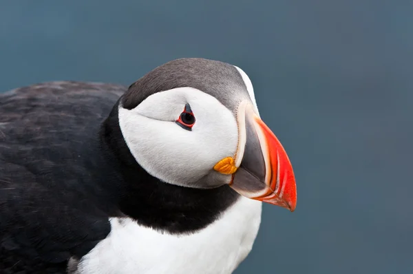 Iceland — Stock Photo, Image