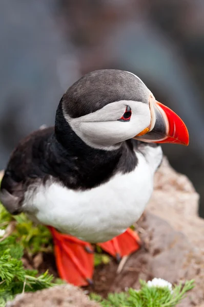 IJsland — Stockfoto