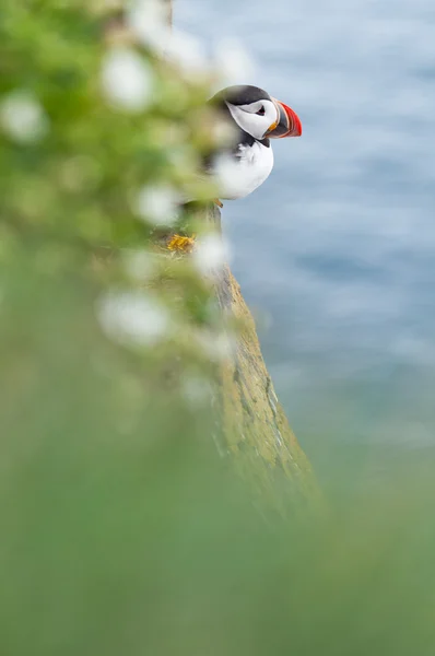 IJsland — Stockfoto