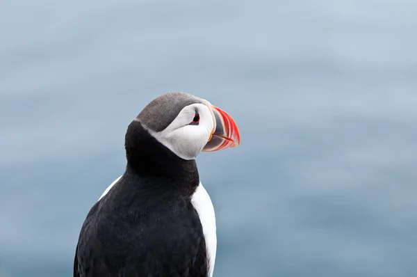 Iceland — Stock Photo, Image