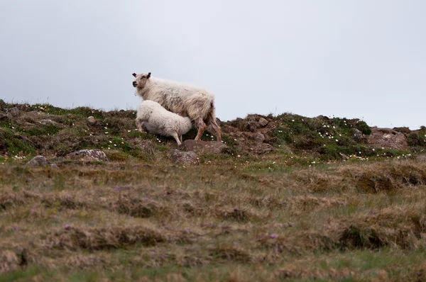 Irlanda do Norte — Fotografia de Stock