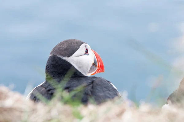 IJsland — Stockfoto