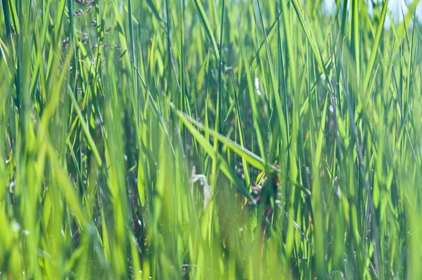 Öland — Stockfoto