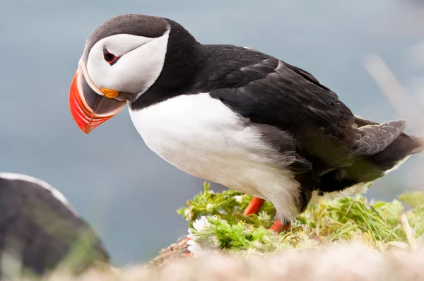 Iceland — Stock Photo, Image