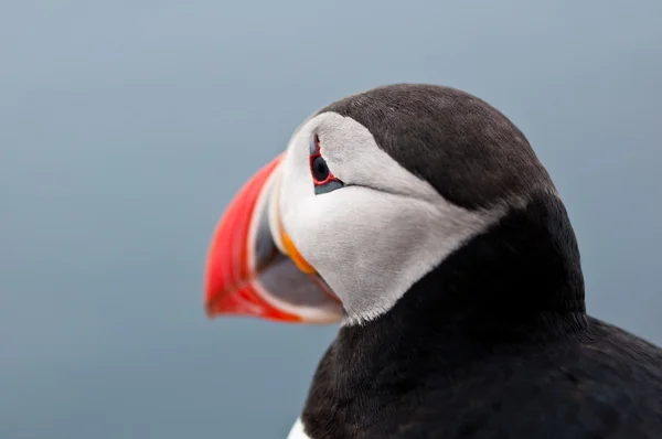 Iceland — Stock Photo, Image