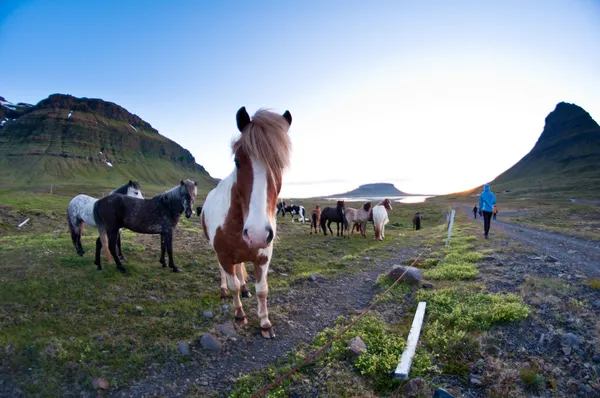 Islandia —  Fotos de Stock