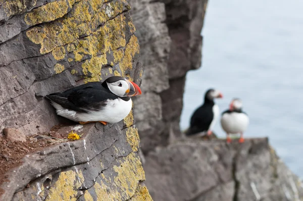 IJsland — Stockfoto