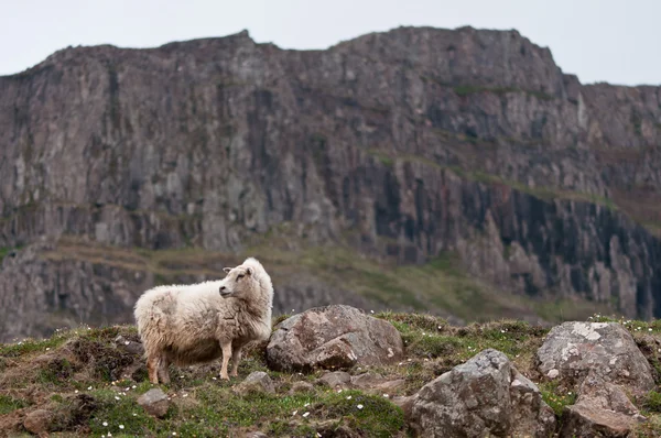 Iceland — Stock Photo, Image