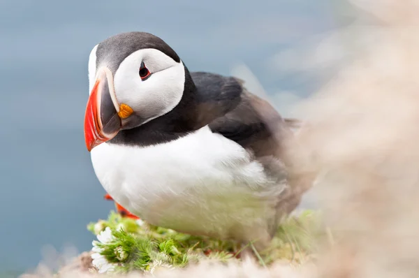 Iceland — Stock Photo, Image