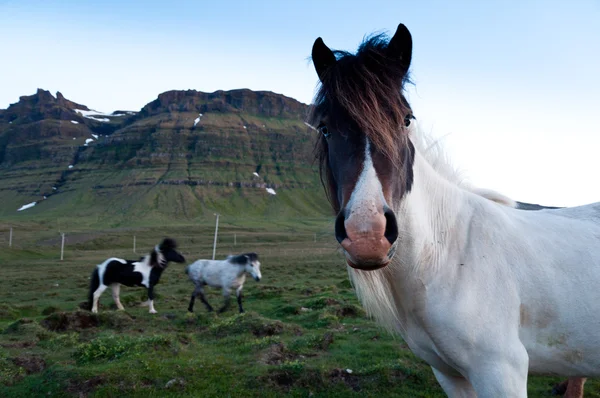 Исландия Лицензионные Стоковые Фото