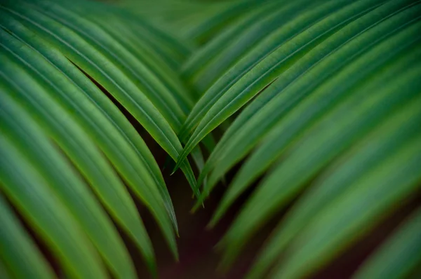 Botanical garden — Stock Photo, Image