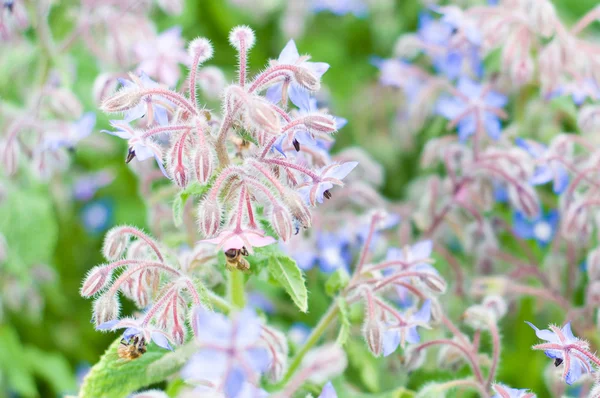 Botanischer Garten — Stockfoto