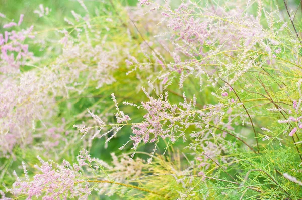 Botaniska trädgården — Stockfoto