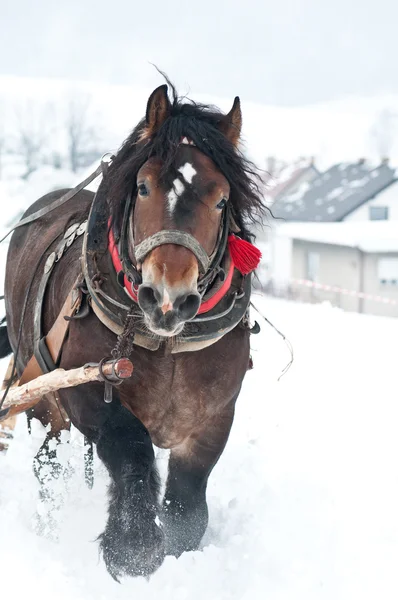 Cheval lourd dans la neige — Photo