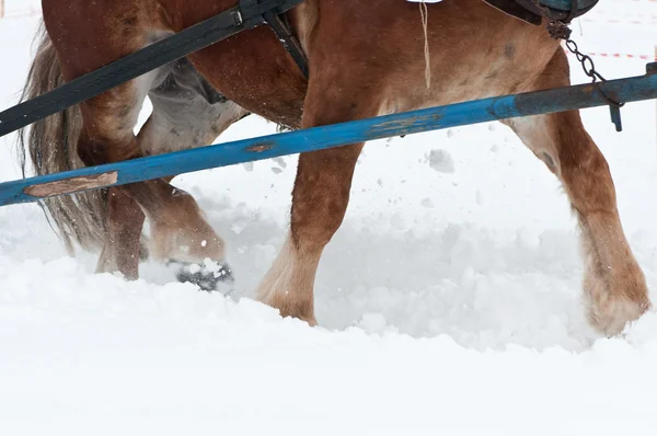 Cavallo pesante nella neve — Foto Stock