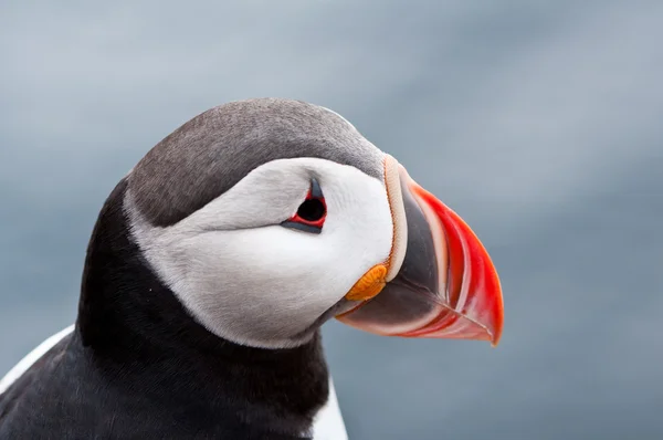 Cute puffin bird close up portrait — Stock Photo, Image