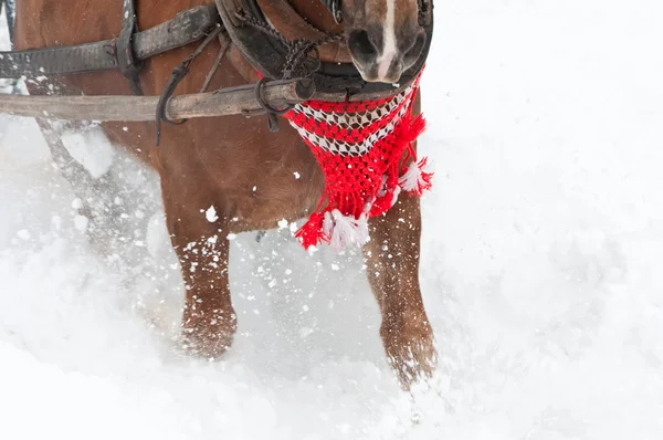 雪の中で重い馬 — ストック写真