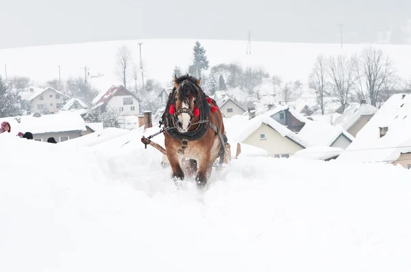 Cheval lourd dans la neige — Photo
