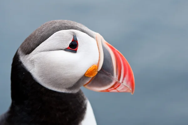 Cute puffin bird close up portrait Royalty Free Stock Photos