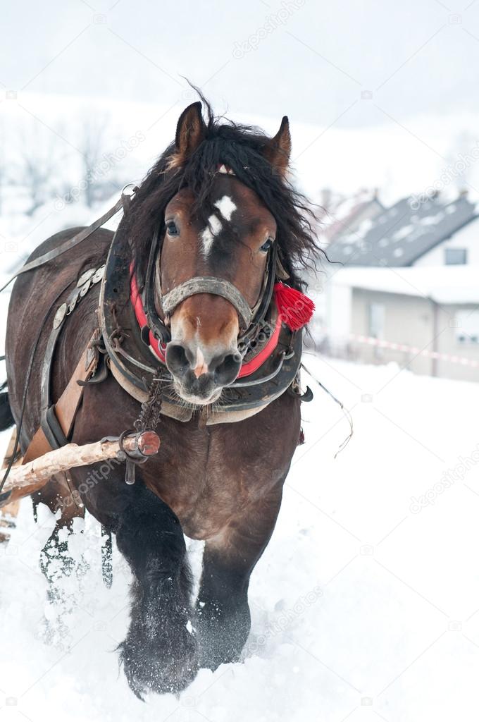 Heavy horse in snow