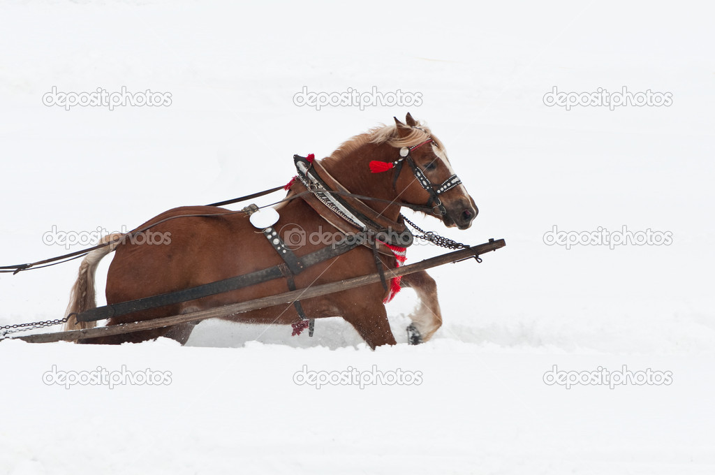 Heavy horse in snow