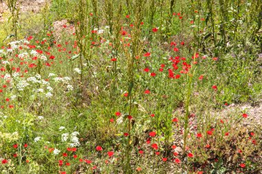 haşhaş çiçekli bahar çayır