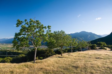 Yunanistan genç zeytin ağaçları