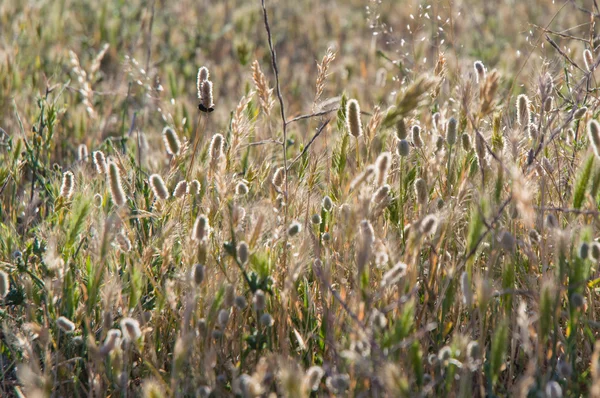 Grass and wheat texture — Stock Photo, Image