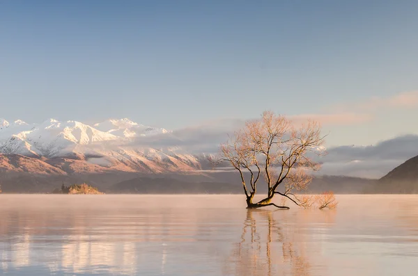 Lone tree — Stock Photo, Image