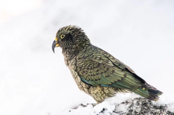 Kea, world's only alpine parrot — Stock Photo, Image