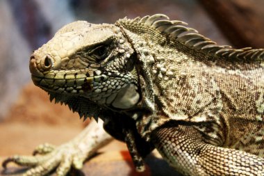 Iguana
