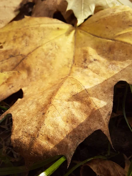 Fotografia Verticale Primo Piano Frammento Foglia Gialla Caduto Albero — Foto Stock