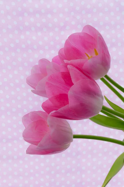 Vertical Photo Flowers Pink Petals Pink Background — Stock Photo, Image