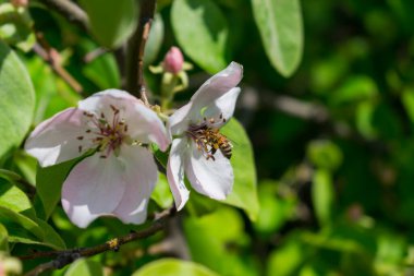 Elma ağacındaki bir arı, fıskiyedeki yeşil yaprakların arasında.