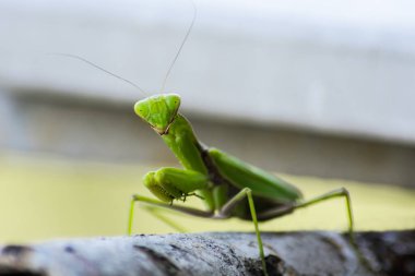 Yeşil bir peygamber devesi çok eski bir boruya tırmanıyor ve dümdüz ileriye bakıyor. Çerçevede güçlü bir bokeh var.