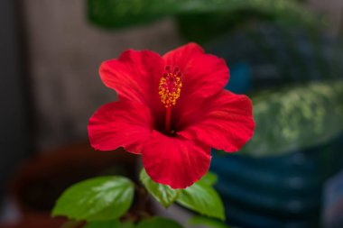 Çiçek açan kırmızı yapraklı bir çiçek tomurcuğunun yakın plan fotoğrafı. Arkaplan odak dışı