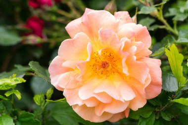 Çerçevenin ortasında pembe-sarı taç yaprakları olan açık bir çiçek goncasının yakın plan fotoğrafı.