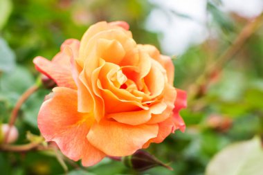 Çerçevenin sol tarafında şeftali rengi taç yaprakları olan açık bir çiçek tomurcuğunun yakın plan fotoğrafı.