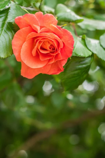 A vertical photograph of a peach colored rose flower bud at the top of the frame. The bottom of the photo is heavily out of focus to use as space for text.