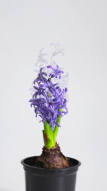 Vertical 4k time lapse video of a growing flower with green stems and many lilac buds on a light background