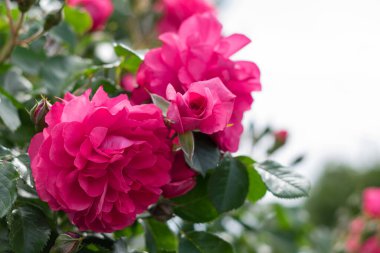 Close up photo of several flower buds of pink color close-up among flower bushes in defocus. Place for text on right